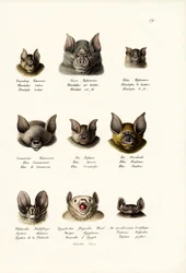 Verschillende Soorten Vleermuizen, 1824